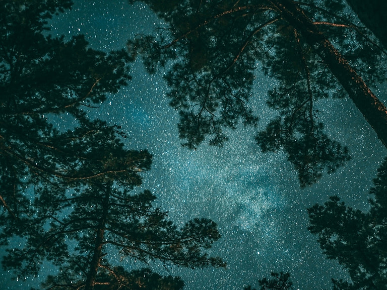 Night starry sky in the forest