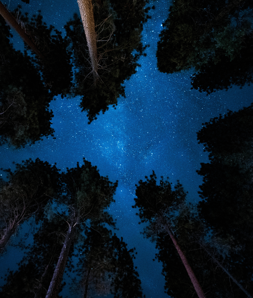 Starry sky and big trees