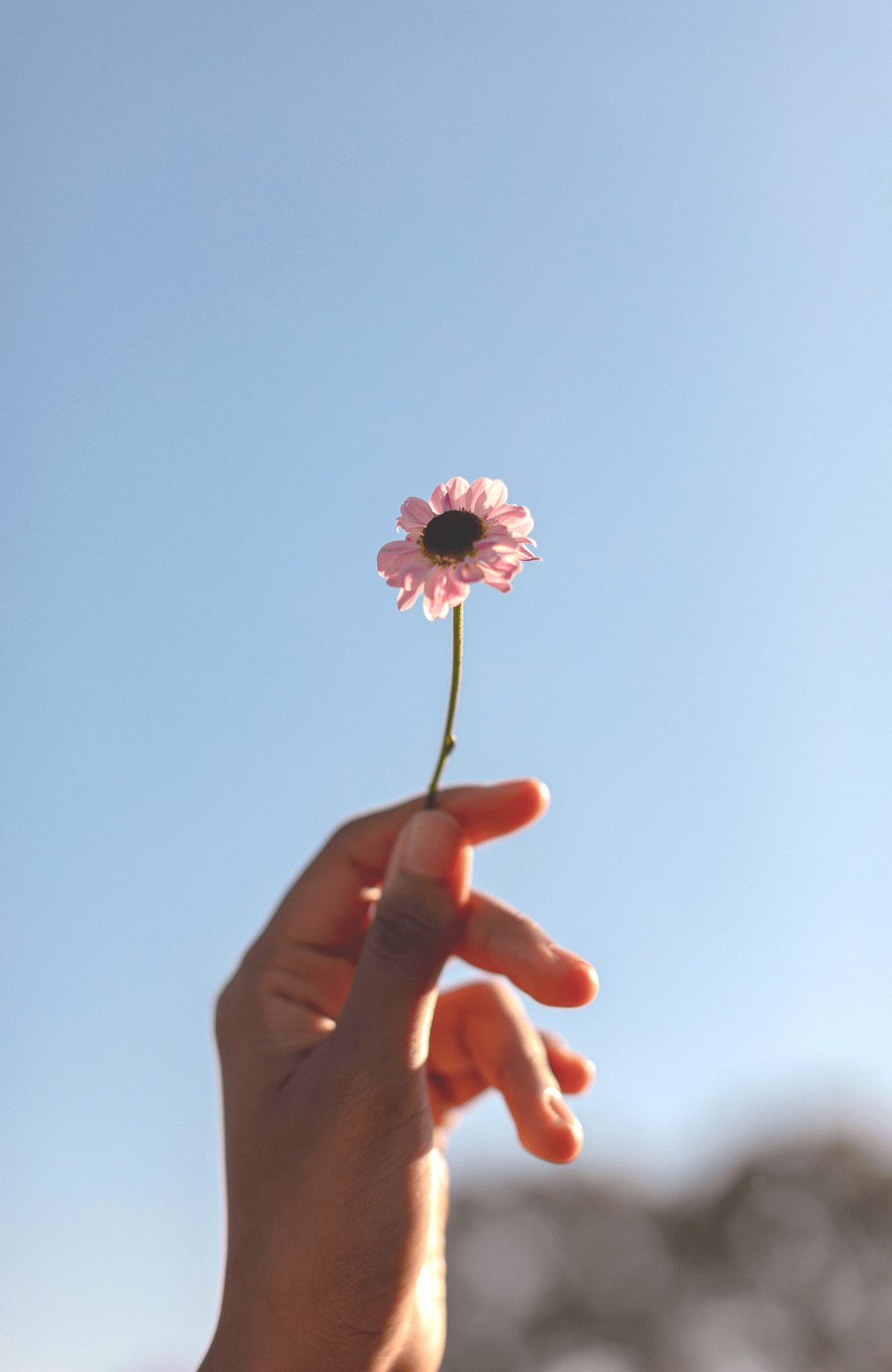 Hand holding a flower with the sky in background